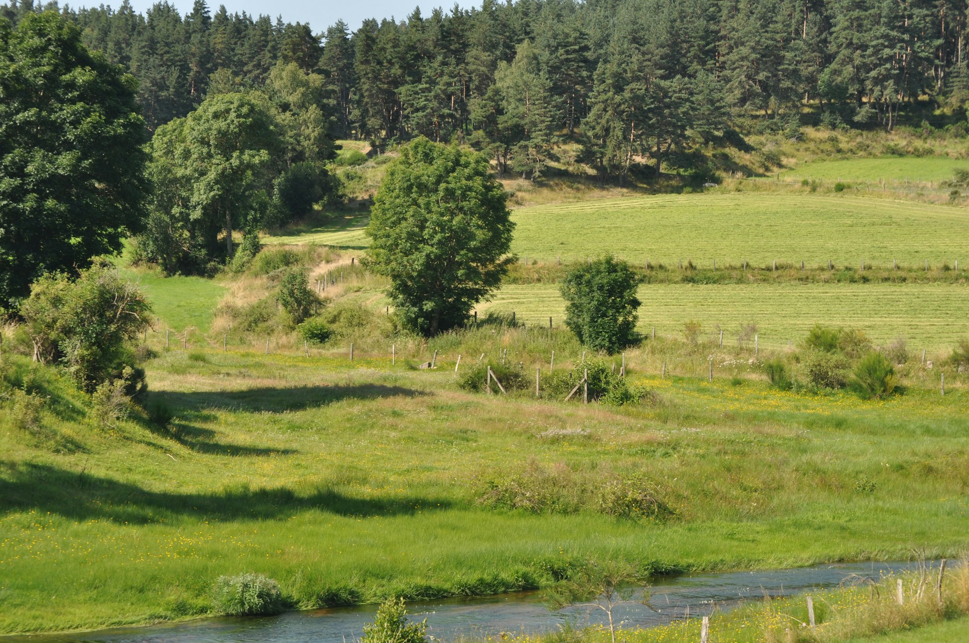 green grass field near green trees during daytime