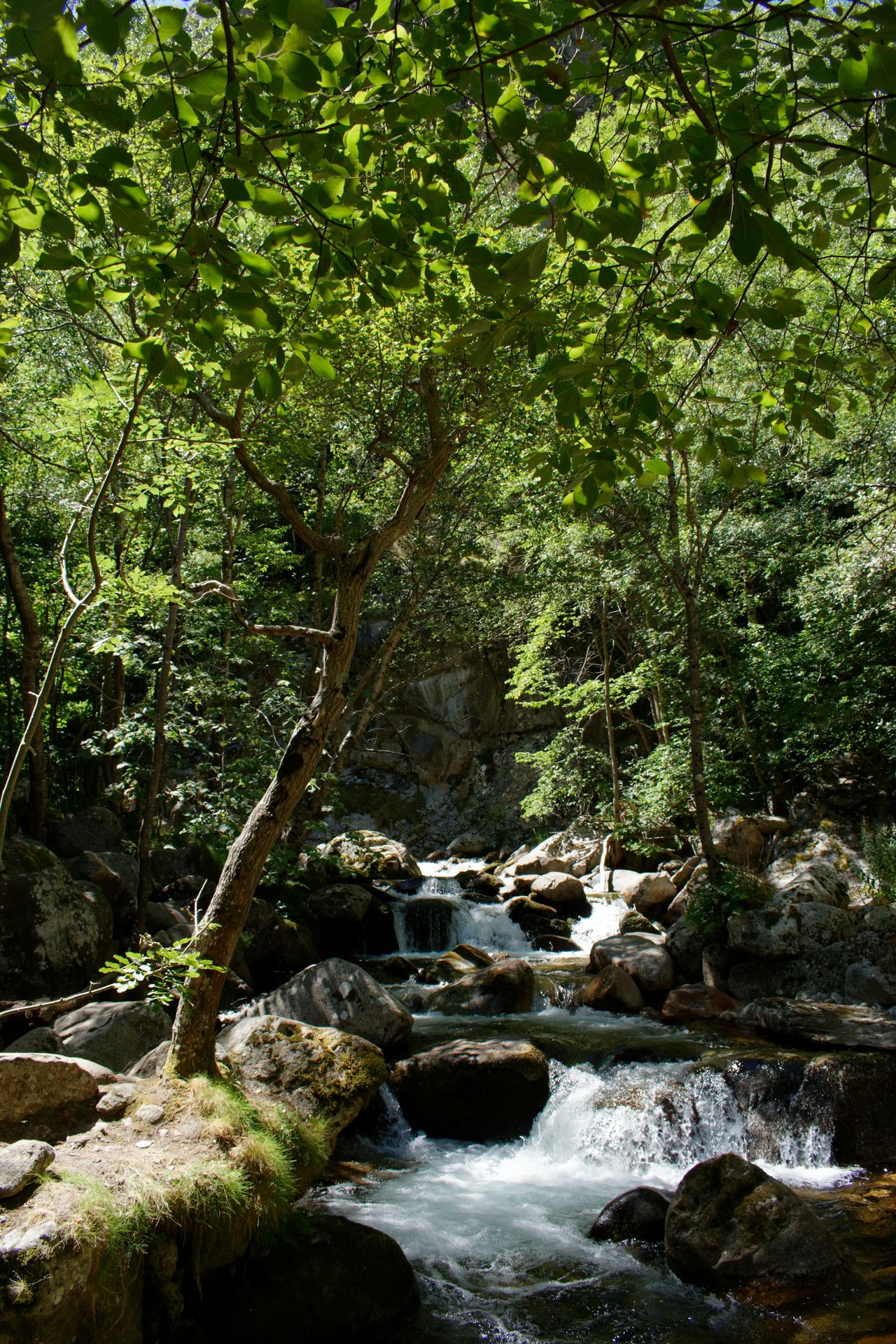 green trees near rocky river during daytime
